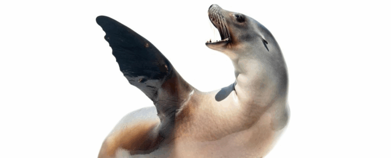 Морський лев із Каліфорнії виявився точнішим за людей у синхронізації з музичним ритмом