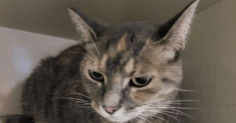 Годували перехожі: кішка повернулася додому через рік, подолавши 965 кілометрів