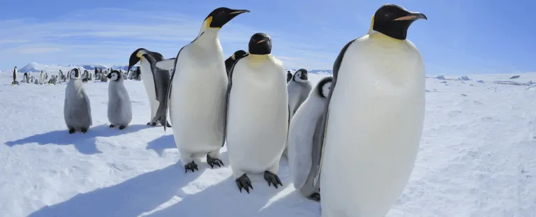 Дослідження: послід пінгвінів сприяє утворенню хмар і може охолоджувати Антарктиду