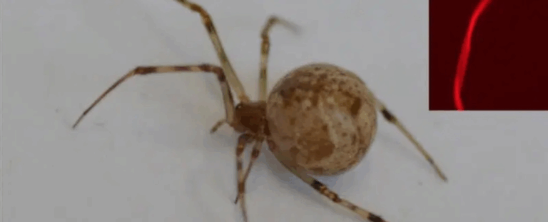 Генно-модифіковані павуки навчилися плести флуоресцентну павутину