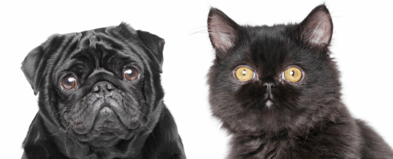 Коти і собаки стали надто схожими через селекцію — і це шкодить їхньому здоров’ю