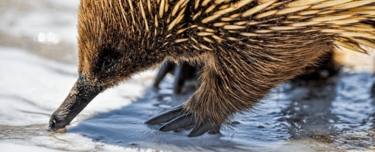 Вчені розкрили дивовижну нову теорію про те, звідки взялися єхидни