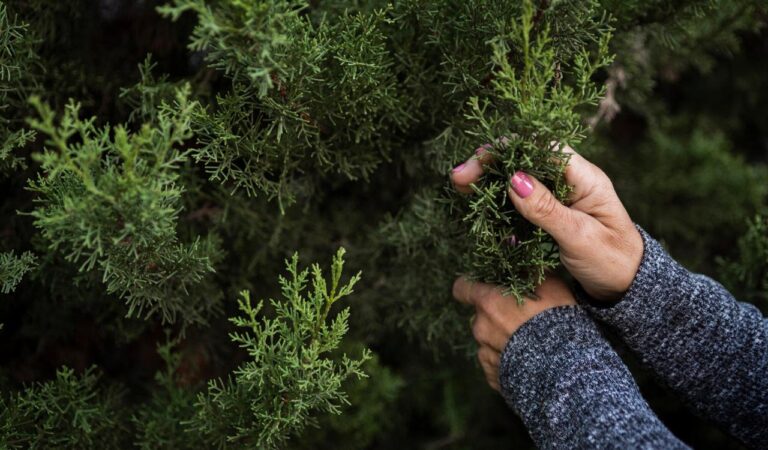 Тепер красунечка: українка насмішила мережу, показавши, як підстригла тую