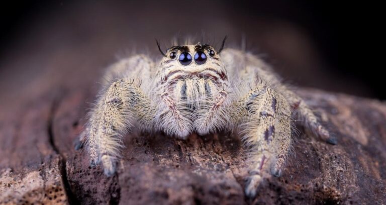 Великий павук потрапив у прямий ефір у Великій Британії