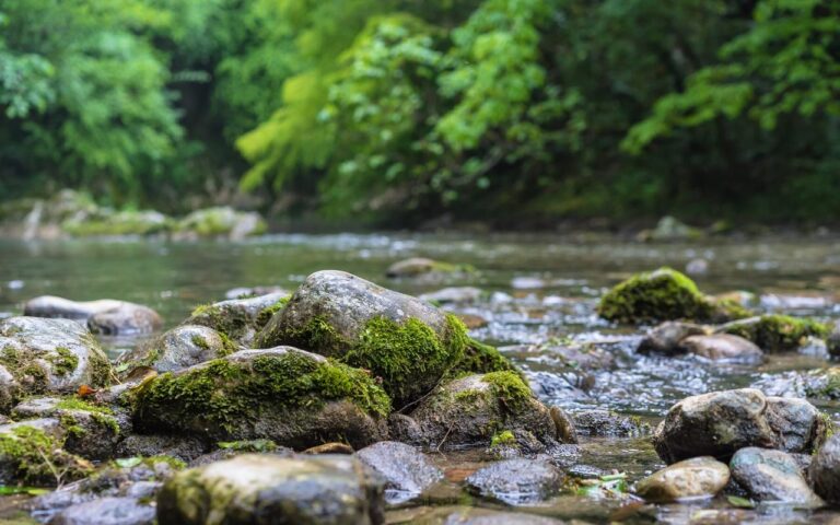 Чоловіка спантеличив "камінь" в лісі, який почав рухатись та стрибнув у воду