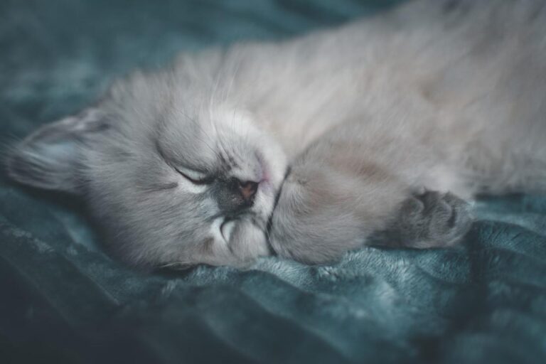 Мережу розсмішило кошеня, яке спить як людина (Фото)