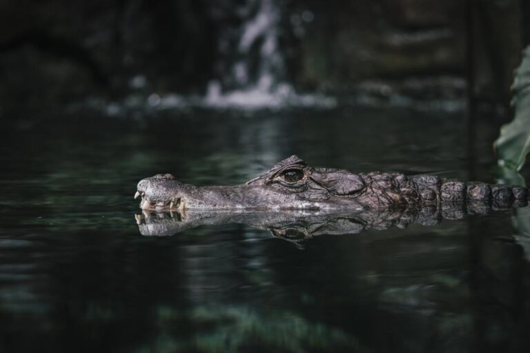 У США жінка помітила крокодила без хвоста і подумала, що то собака (Відео)