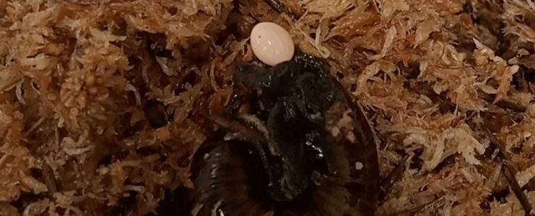 Вперше зафіксували, як гігантський равлик з Нової Зеландії відкладає яйце через шию