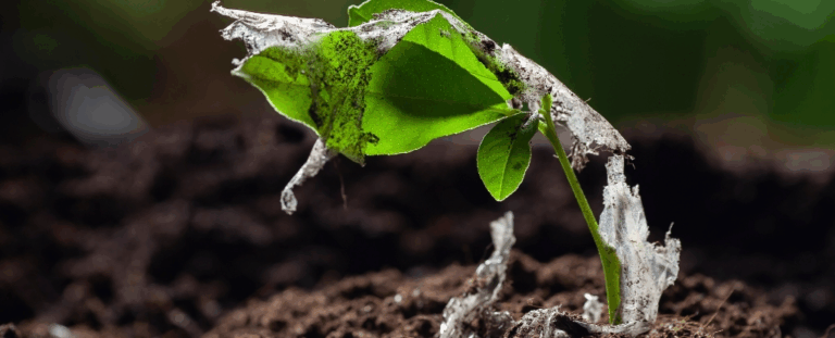 Ваш салат може містити мікропластик: як пластикове забруднення потрапляє до овочів і в наше тіло