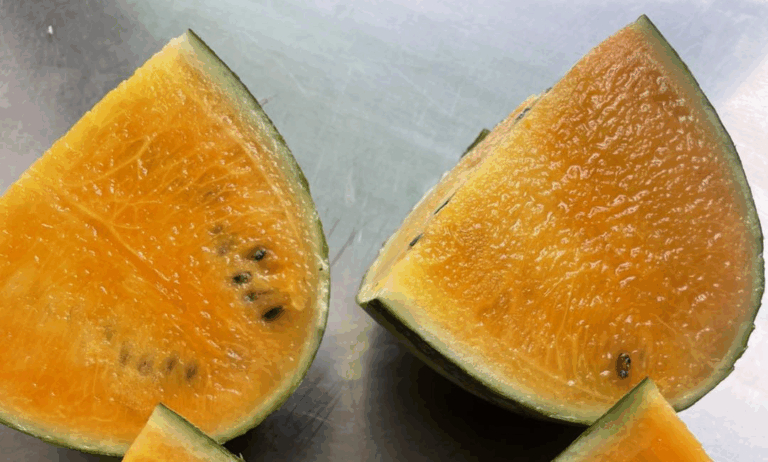 В Іспанії набирає популярності помаранчевий кавун