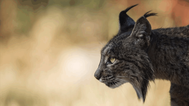 У Колорадо до будинку жінки проникла рись — її намагались виманити звідти лазером (Відео)