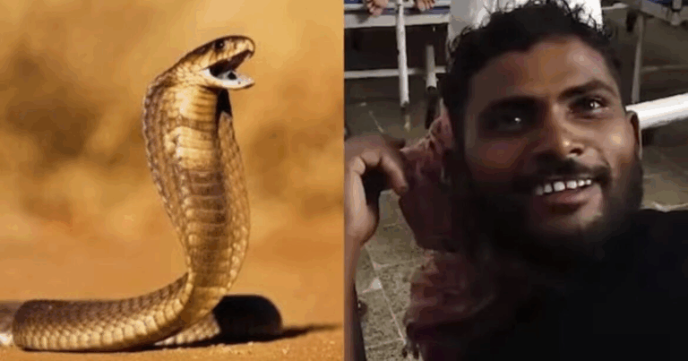 В Індії змія вкусила чоловіка, а він тричі вкусив її у відповідь: що сталося далі (Фото)