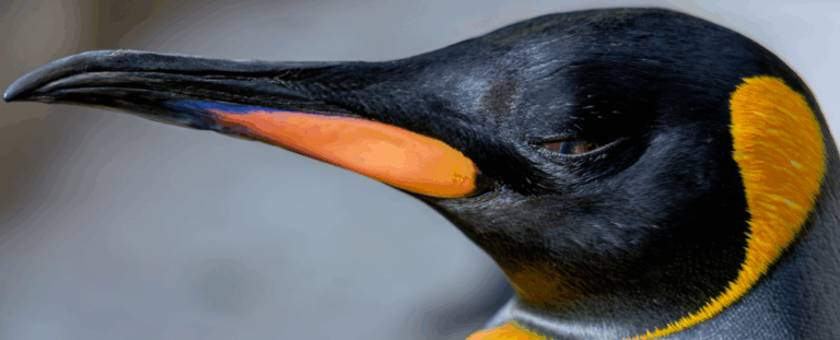 Популяція імператорських пінгвінів в Антарктиді стрімко скорочується — причина у зміні клімату