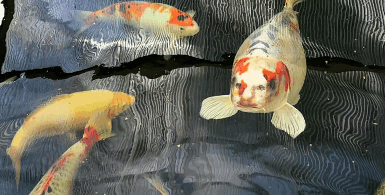 Рибі з людським обличчям знадобилася охорона: що стало причиною (Відео)