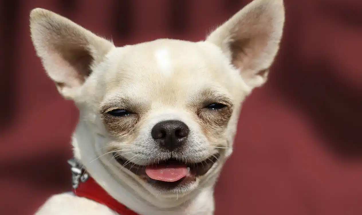 Маленька чихуахуа стала мамою для новонароджених єнотів (Відео)