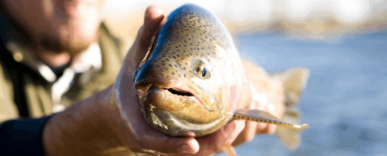 До 25 хвилин болю: нове дослідження показало, як страждає форель перед забоєм