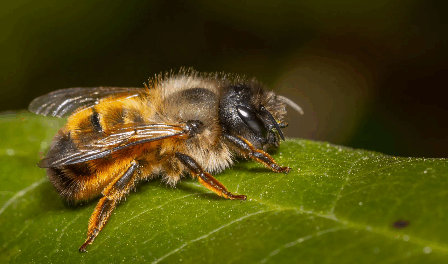 Як правильно витягнути жало бджоли і швидко заспокоїти укус: прості поради української бджолярки