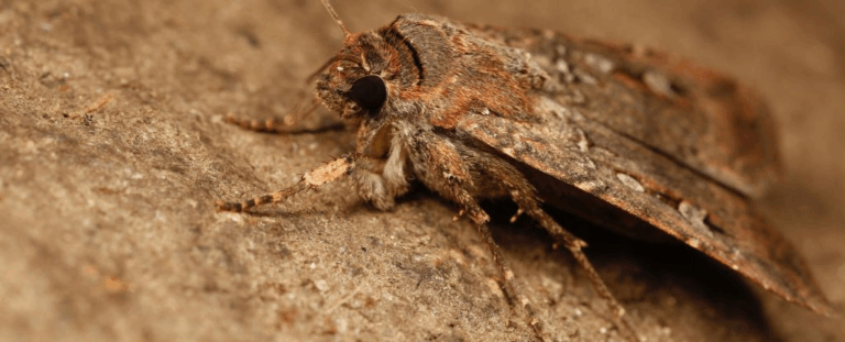 Як австралійські метелики-богонги орієнтуються у нічному небі: таємниці 1000-кілометрової міграції