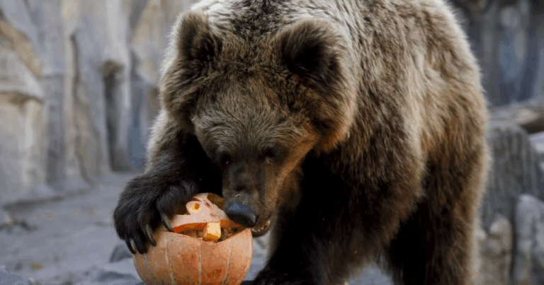 У США ведмідь-ненажера заліз в авто та пообідав курячими котлетами (відео)