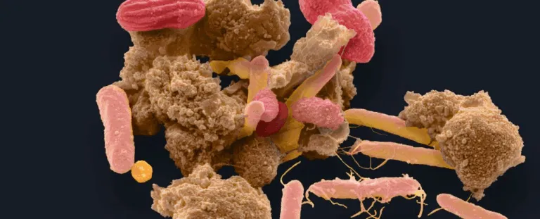 Фекальні трансплантати можуть нашкодити: вчені закликають до обережності