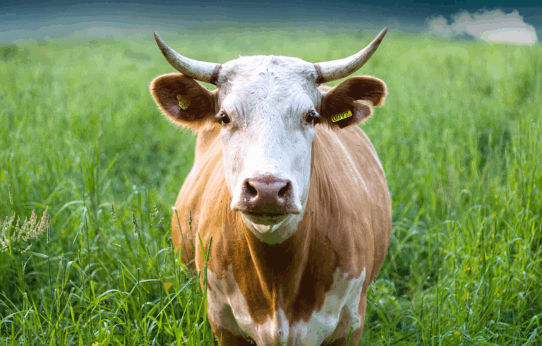 Мережі розсмішила корова, яка може відчинити будь-які двері (Відео)