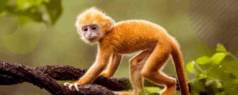 Розлючена мавпочка стала зіркою Мережі (Відео)