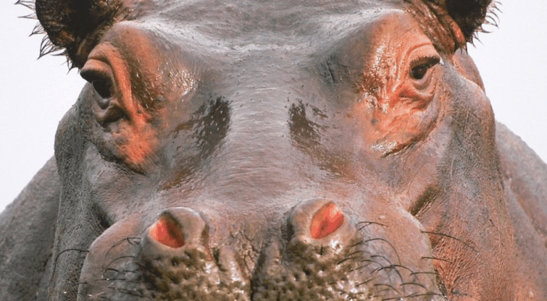 Бегемот, який намагається зловити моркву на льоту, порадував туристів (Відео)