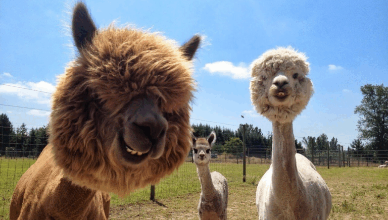 Мережі насмішило знайомство альпак з кішкою (Відео)