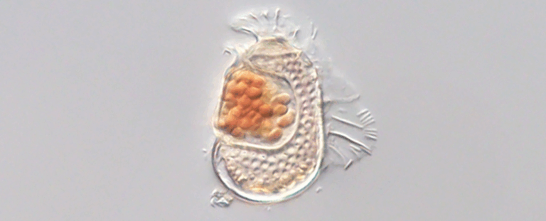 Неймовірне відкриття: в організмі планктону виявили клітину, що поводиться майже як вірус
