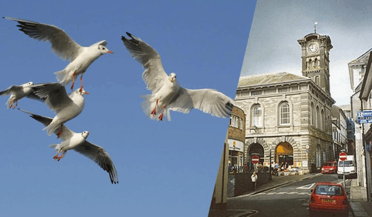 Агресивні чайки змусили англійських листонош припинити адресну доставку