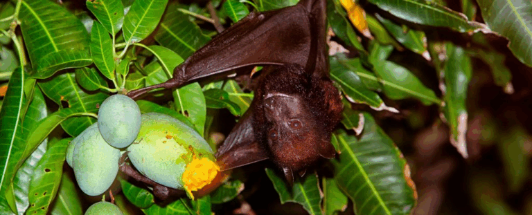 У Китаї виявили нові віруси в кажанів: два схожі на смертельно небезпечні Nipah і Hendra