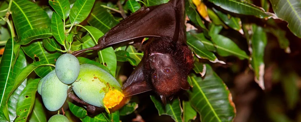 У Китаї виявили нові віруси в кажанів: два схожі на смертельно небезпечні Nipah і Hendra