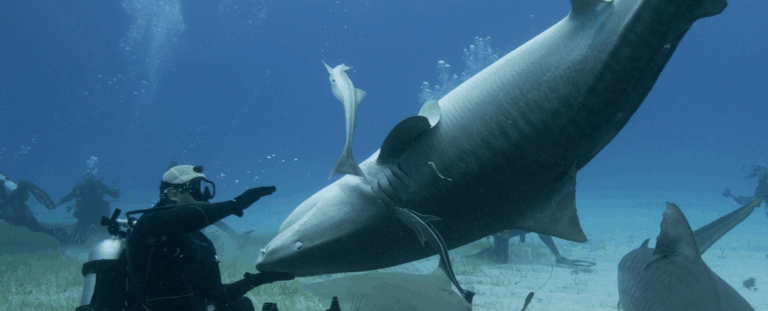 Що відбувається з акулою, якщо її перевернути: відповідь вчених