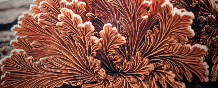 У Швейцарії створили «живий» біопластик із грибів: гнучкий, їстівний і самовідновлюваний