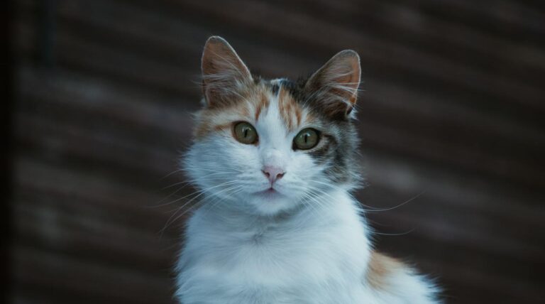 Жінка вибачилася перед сусідами після того, як дізналася, що її кіт постійно краде