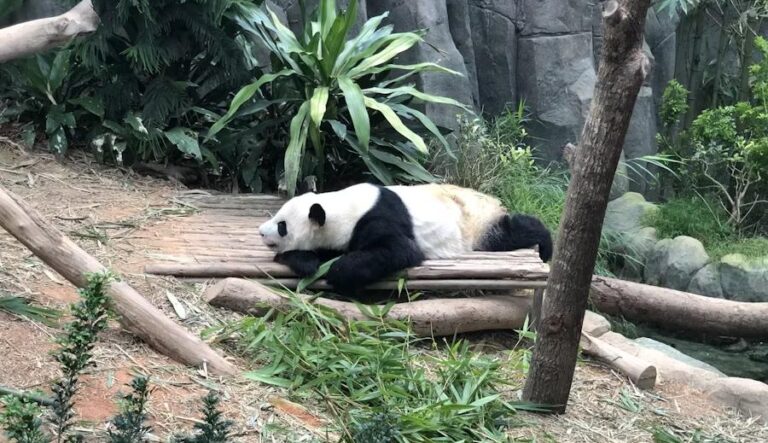 Панда показала кілька бойових трюків і розсмішила Мережі (Відео)
