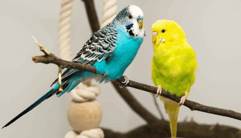 Жодного особистого життя: Мережу підкорив ревнивий папужок (Відео)