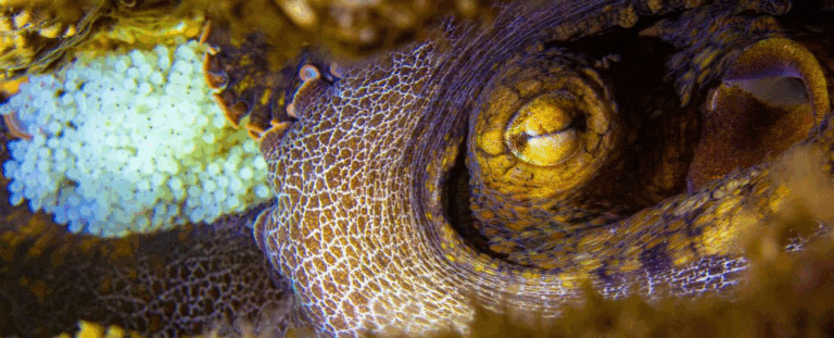 Восьминоги «смакують» світ щупальцями: як мікроби підказують їм, що їсти і про що дбати