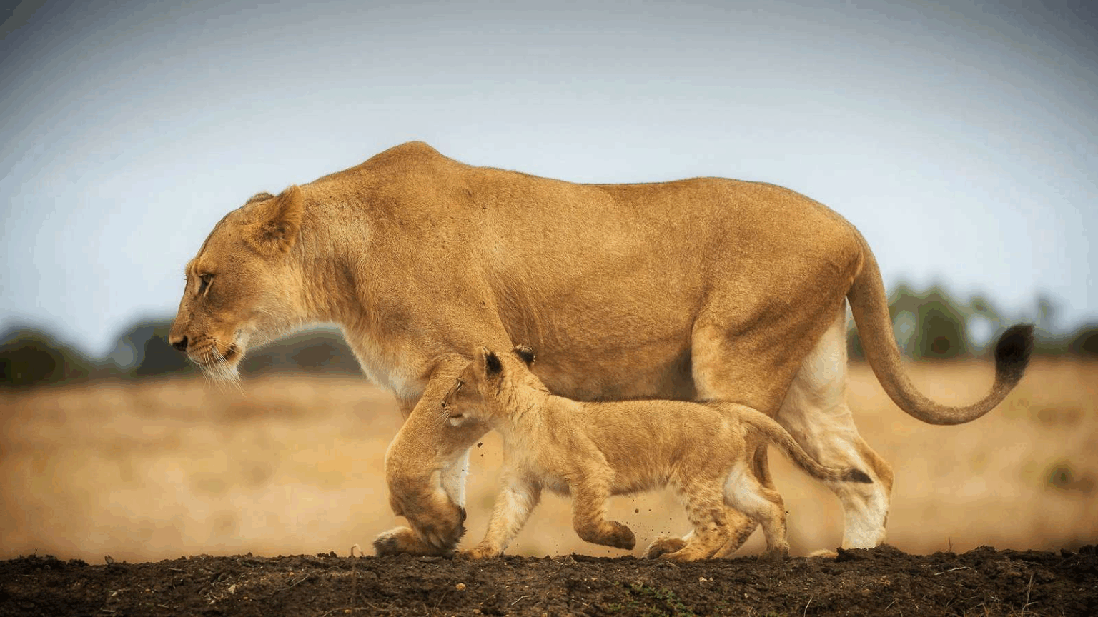 У Танзанії левиця відвела дитинча антилопи до його батьків (Відео)