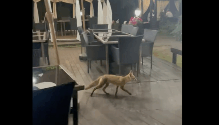 У львівський ресторан завітала лисиця (Відео)
