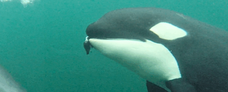 Косатки діляться здобиччю з людьми: унікальне дослідження з Канади