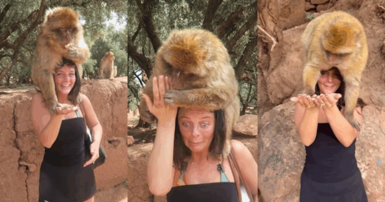 Мавпа ледь не відкусила жінці пальця, бо сплутала її манікюр з арахісом (Відео)