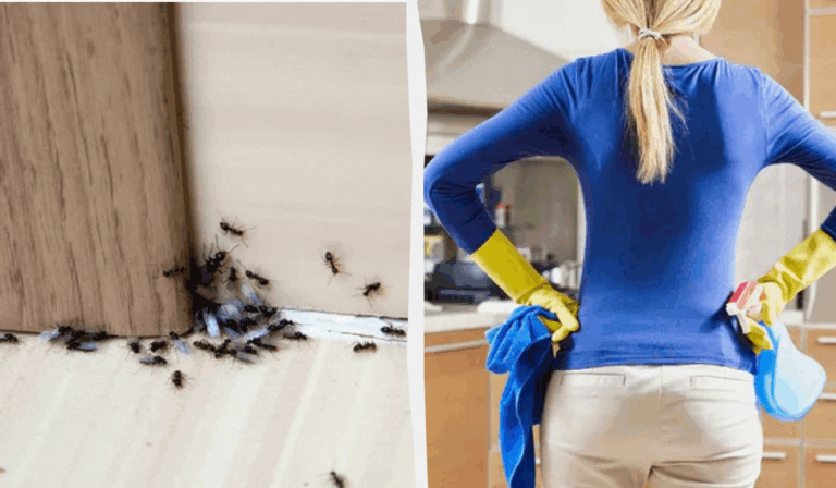 Як позбутися мурах у квартирі: ефективні способи боротьби з домашніми шкідниками