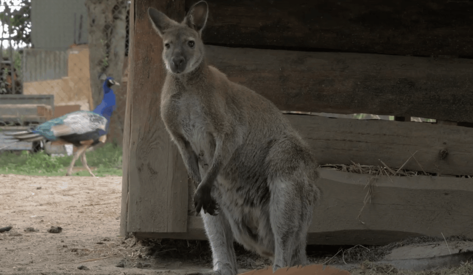Два кенгуру втекли з в'язниці в Чехії: що вони там робили та чим закінчилася витівка (Фото)