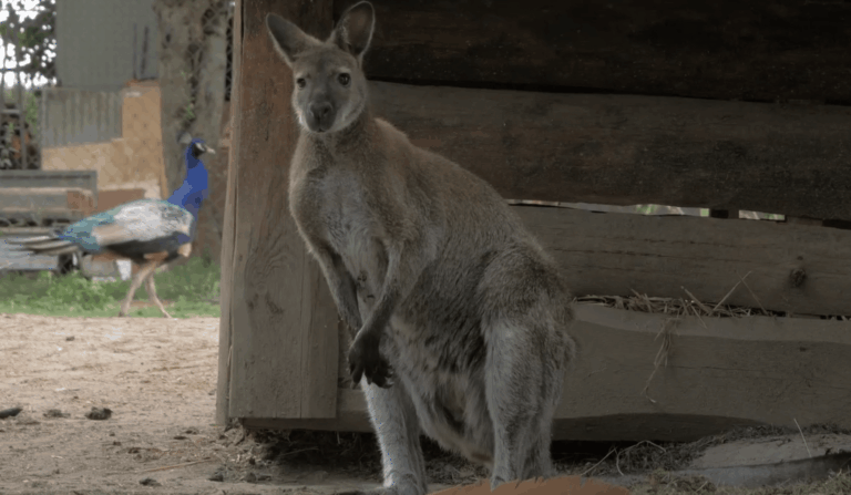 Два кенгуру втекли з в'язниці в Чехії: що вони там робили та чим закінчилася витівка (Фото)