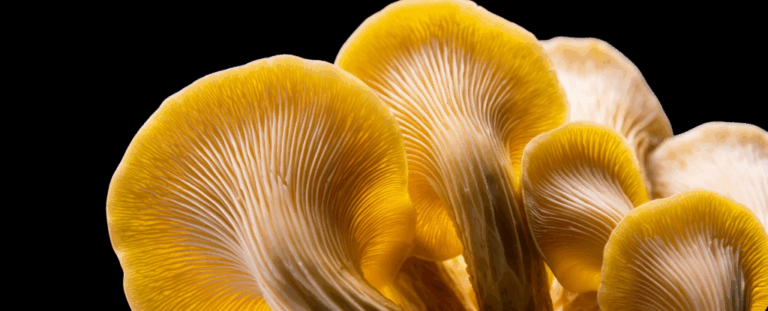 Золотисті гливи: смачний делікатес, що загрожує лісам та місцевим грибам