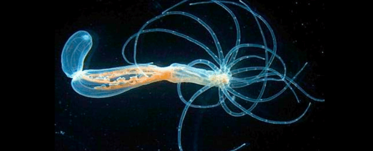 Морські анемони розкрили древню «схему» тіла, спільну для людей і тварин