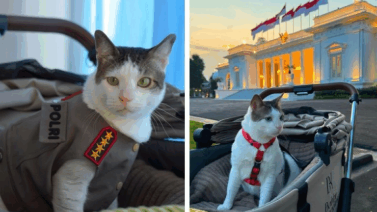 Кіт президента Індонезії отримав спеціальну охорону та має доступ до державних послуг (Відео)