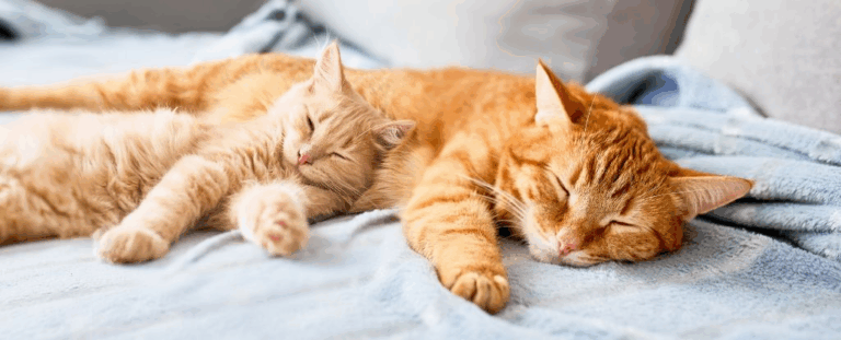 Вчені розкрили секрет: чому коти сплять на лівому боці