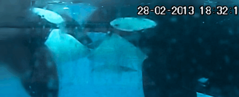 Косатки знову дивують учених: тепер їх помітили за «поцілунками» мов у людей